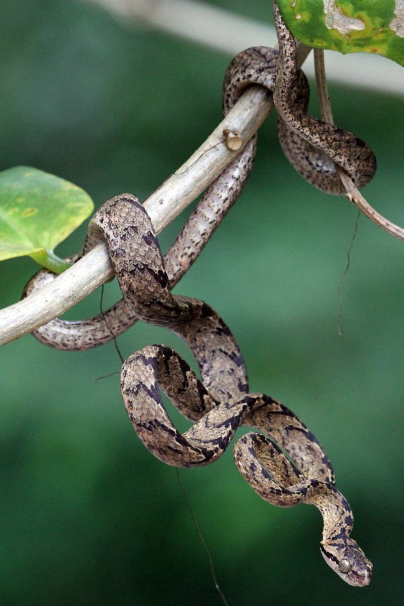 Boiga ceylonensis Gunther, 1858